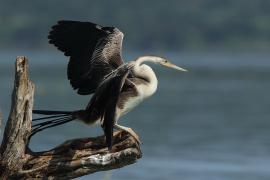 Wężówka afrykańska - Anhinga rufa - African Darter