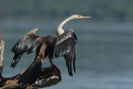 Wężówka afrykańska - Anhinga rufa - African Darter