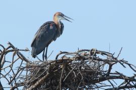 Czapla olbrzymia - Ardea goliath - Goliath Heron