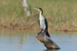 Kormoran etiopski - Microcarbo africanus - Reed Cormorant