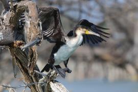 Kormoran etiopski - Microcarbo africanus - Reed Cormorant