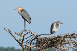 Czapla olbrzymia - Ardea goliath - Goliath Heron