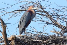 Czapla olbrzymia - Ardea goliath - Goliath Heron