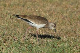 Czajka czarnoskrzydła - Vanellus melanopterus - Black-winged Lapwing