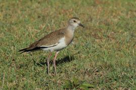 Czajka czarnoskrzydła - Vanellus melanopterus - Black-winged Lapwing