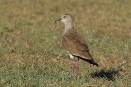 Czajka czarnoskrzydła - Vanellus melanopterus - Black-winged Lapwing