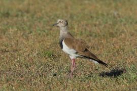 Czajka czarnoskrzydła - Vanellus melanopterus - Black-winged Lapwing