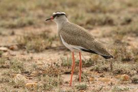 Czajka koroniasta - Vanellus coronatus - Crowned Lapwing