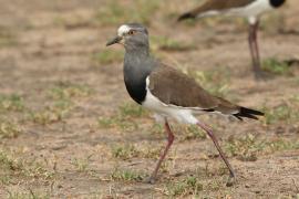 Czajka czarnoskrzydła - Vanellus melanopterus - Black-winged Lapwing