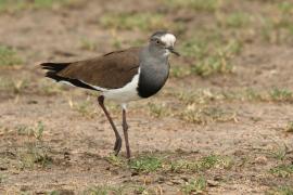 Czajka czarnoskrzydła - Vanellus melanopterus - Black-winged Lapwing