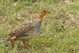 Frankolin jasnogłowy - Peliperdix coqui  - Coqui Francolin