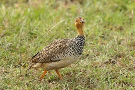 Frankolin jasnogłowy - Peliperdix coqui  - Coqui Francolin