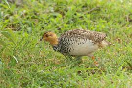 Frankolin jasnogłowy - Peliperdix coqui  - Coqui Francolin