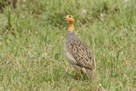 Frankolin jasnogłowy - Peliperdix coqui  - Coqui Francolin