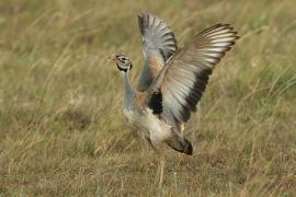 Dropik senegalski - Eupodotis senegalensis - White-bellied Bustard
