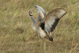 Dropik senegalski - Eupodotis senegalensis - White-bellied Bustard