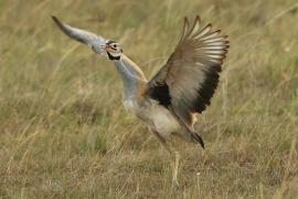 Dropik senegalski - Eupodotis senegalensis - White-bellied Bustard