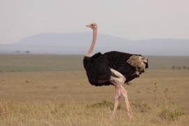 Struś czerwonoskóry - Struthio camelus - Common Ostrich