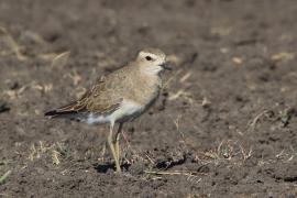 Sieweczka długonoga - Charadrius asiaticus - Caspian plover