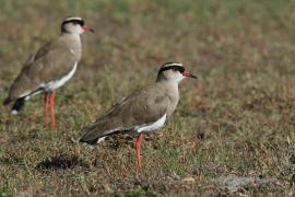 Czajka koroniasta - Vanellus coronatus - Crowned Lapwing