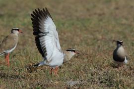 Czajka koroniasta - Vanellus coronatus - Crowned Lapwing
