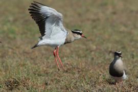 Czajka koroniasta - Vanellus coronatus - Crowned Lapwing