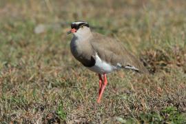 Czajka koroniasta - Vanellus coronatus - Crowned Lapwing