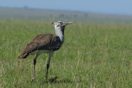 Drop olbrzymi - Ardeotis kori - Kori Bustard