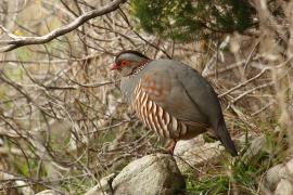 Góropatwa berberyjska - Alectoris barbara - Barbary Partridge