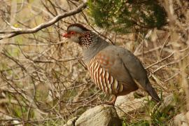 Góropatwa berberyjska - Alectoris barbara - Barbary Partridge