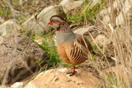 Góropatwa berberyjska - Alectoris barbara - Barbary Partridge