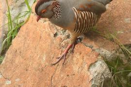 Góropatwa berberyjska - Alectoris barbara - Barbary Partridge
