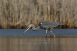Czapla siwa - Ardea cinerea -Grey Heron