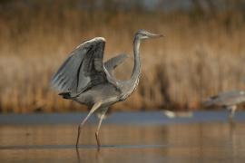 Czapla siwa - Ardea cinerea -Grey Heron