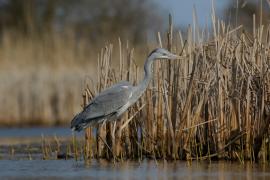 Czapla siwa - Ardea cinerea -Grey Heron