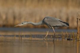 Czapla siwa - Ardea cinerea -Grey Heron