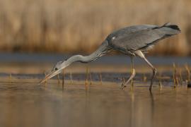 Czapla siwa - Ardea cinerea -Grey Heron