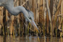 Czapla siwa - Ardea cinerea -Grey Heron