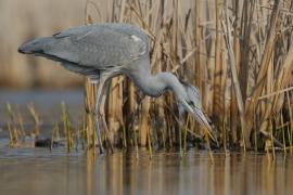 Czapla siwa - Ardea cinerea -Grey Heron