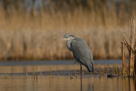 Czapla siwa - Ardea cinerea -Grey Heron