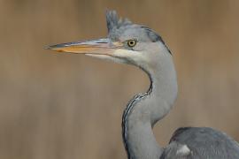 Czapla siwa - Ardea cinerea -Grey Heron