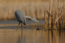 Czapla siwa - Ardea cinerea -Grey Heron