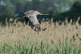 Żuraw - Grus grus - Common Crane