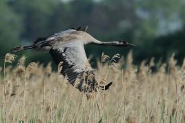 Żuraw - Grus grus - Common Crane