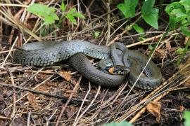 Zaskroniec - Natrix natrix - Grass snake