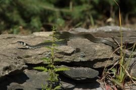 Zaskroniec - Natrix natrix - Grass snake