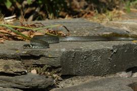Zaskroniec - Natrix natrix - Grass snake
