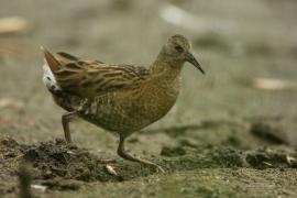 Wodnik - Rallus aquaticus - Water Rail