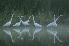 Czapla biała - Ardea alba - Western Great Egret