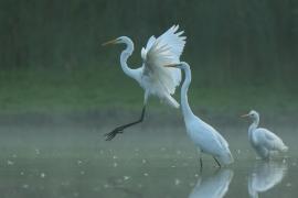 Czapla biała - Ardea alba - Western Great Egret